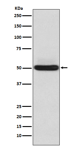 alpha Sarcoglycan Ab