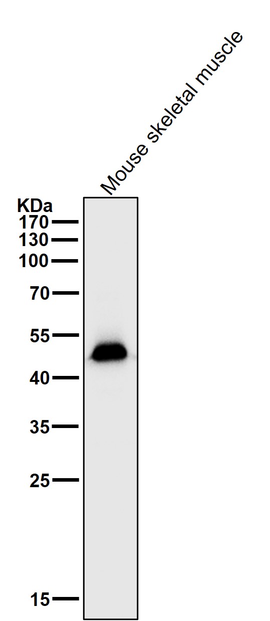 alpha Sarcoglycan Ab