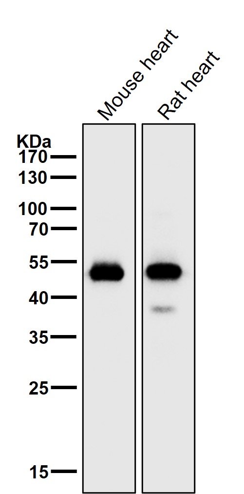 alpha Sarcoglycan Ab