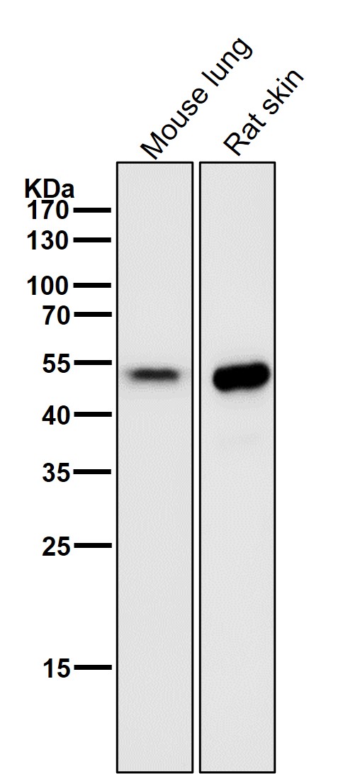 alpha Sarcoglycan Ab