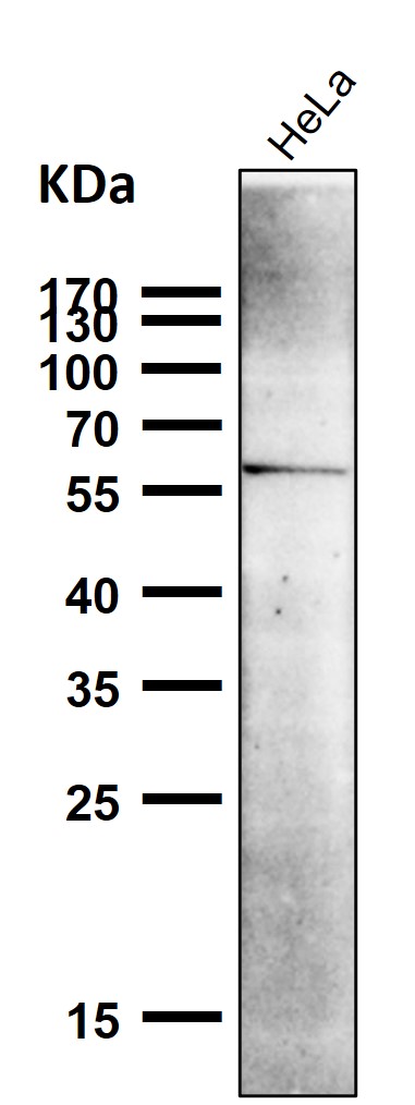 NR4A1 Ab