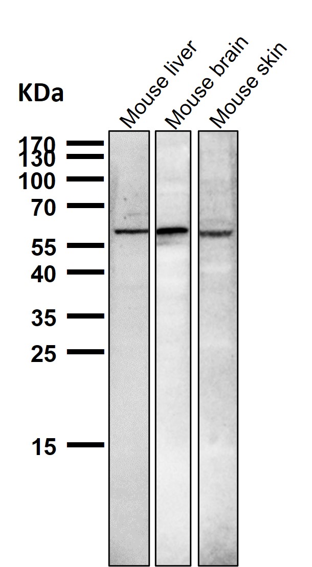 NR4A1 Ab