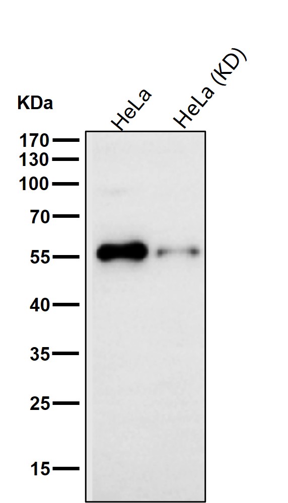 USP14 Ab