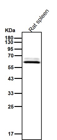 USP14 Ab