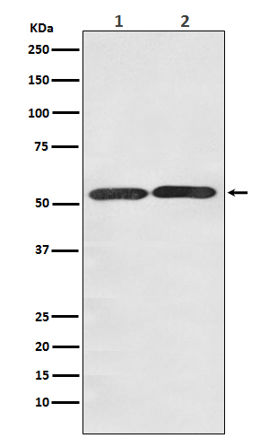 GLUT3 Ab