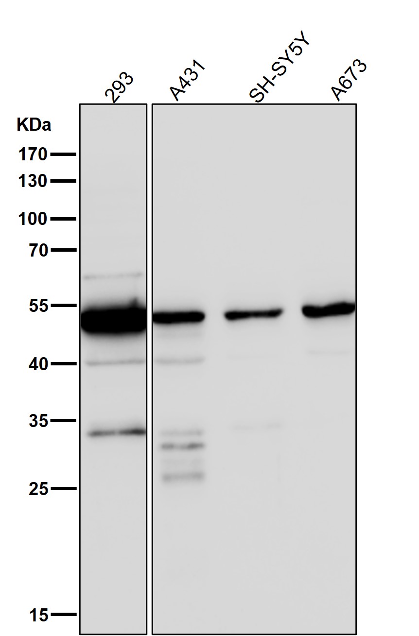 GLUT3 Ab