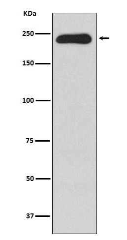 Myosin heavy chain 11 Ab