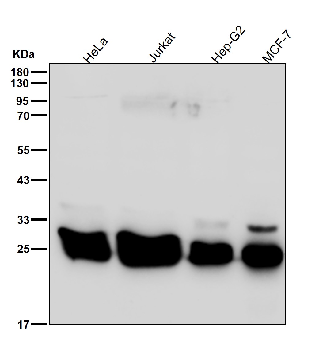 BNIP1 Ab