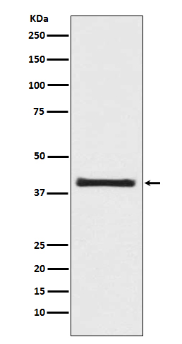 AKT1S1 Ab