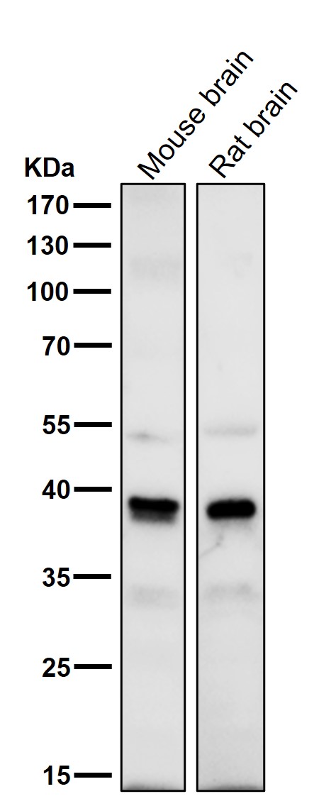 AKT1S1 Ab