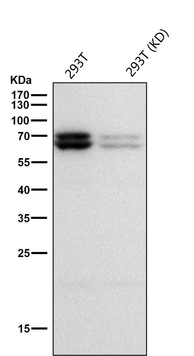 ATG16L1 Ab