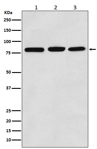 PI3 kinase p85 alpha Ab