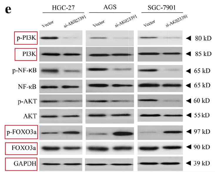 PI3 kinase p85 alpha Ab