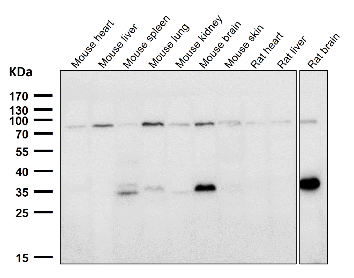 PI3 kinase p85 alpha Ab