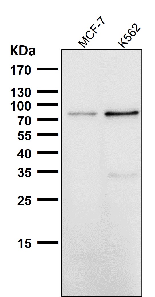 PI3 kinase p85 alpha Ab