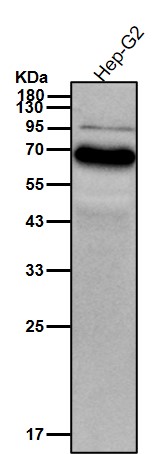 Glypican 3 Ab