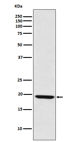 LMO2 Ab