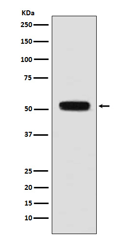 Fibulin 5 Ab