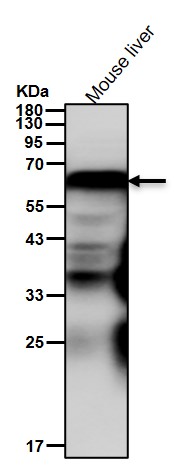 Fibulin 5 Ab