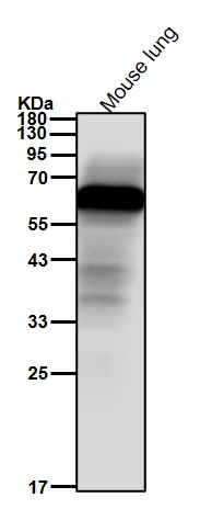 Fibulin 5 Ab