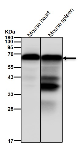 Fibulin 5 Ab