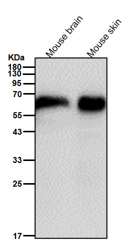 Fibulin 5 Ab