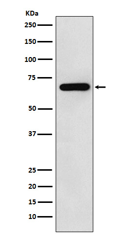 N WASP Ab