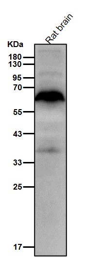 N WASP Ab