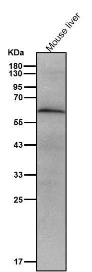 N WASP Ab