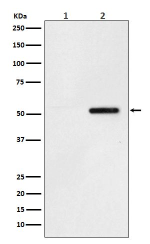 p-Tau (S324) Ab