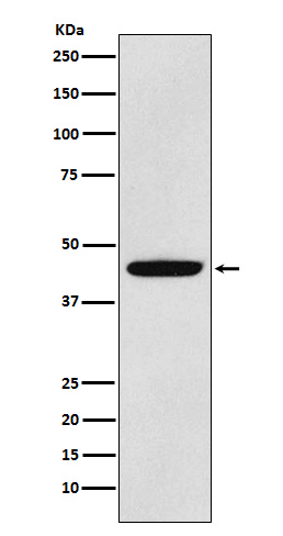 PDK1 Ab