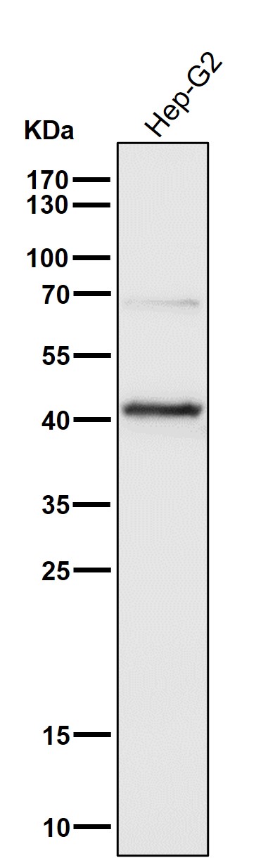 PDK1 Ab