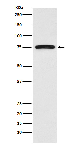 FGFR substrate 2 Ab