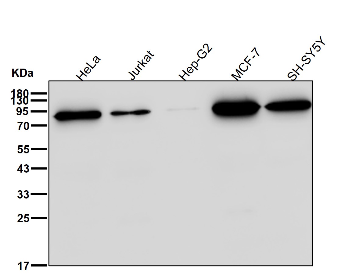 FGFR substrate 2 Ab