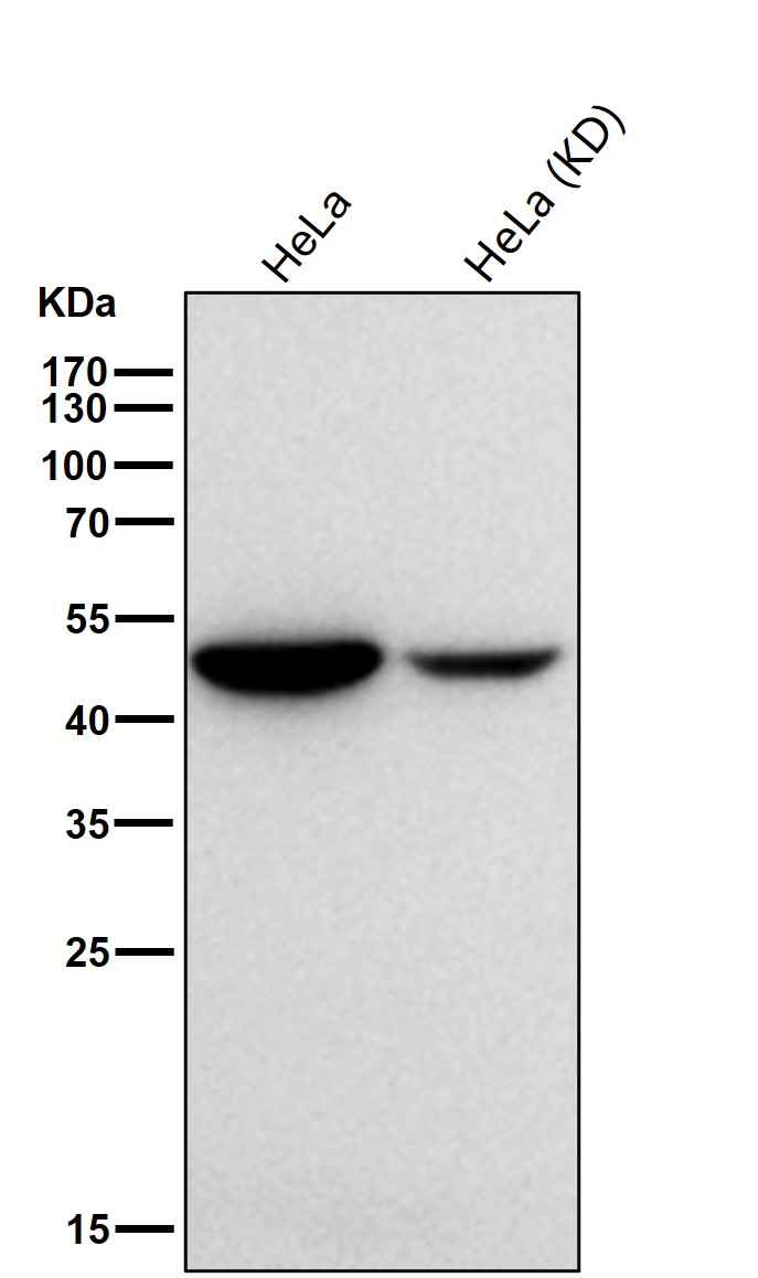 Citrate synthase Ab