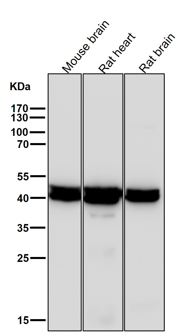 Citrate synthase Ab