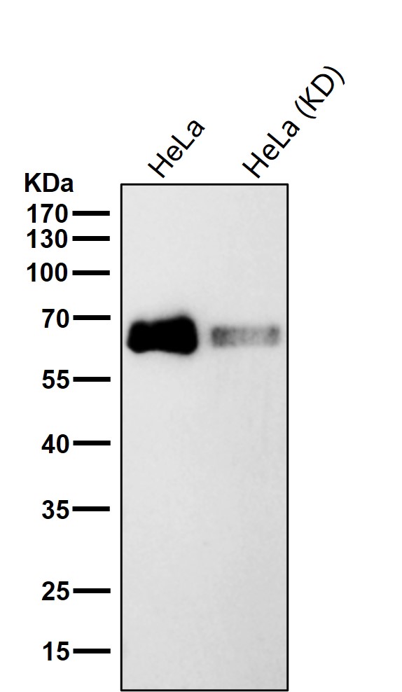 CDT1 Ab