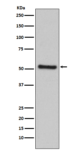 PDCD4 Ab