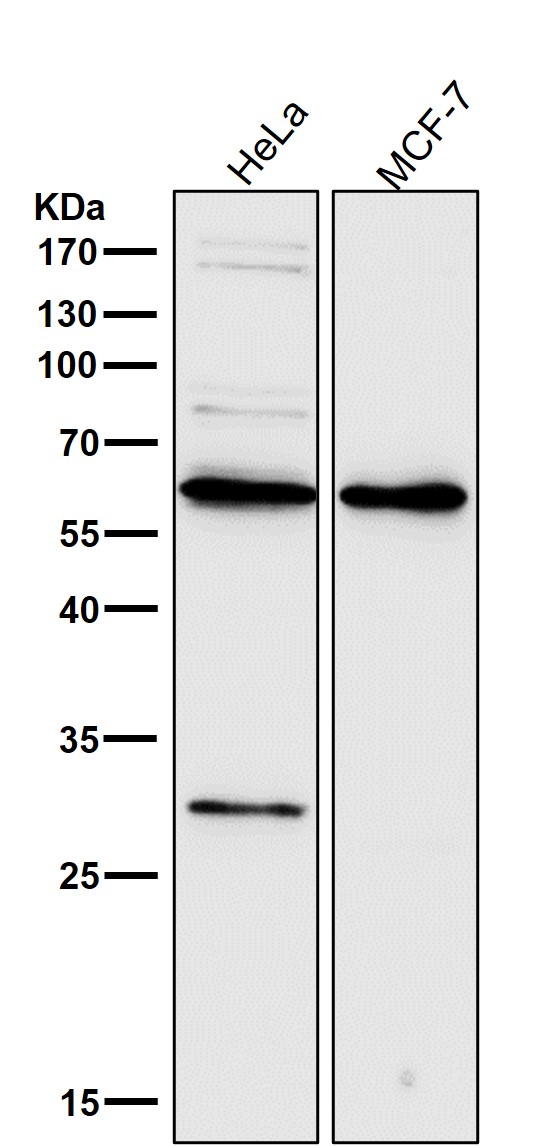 PDCD4 Ab