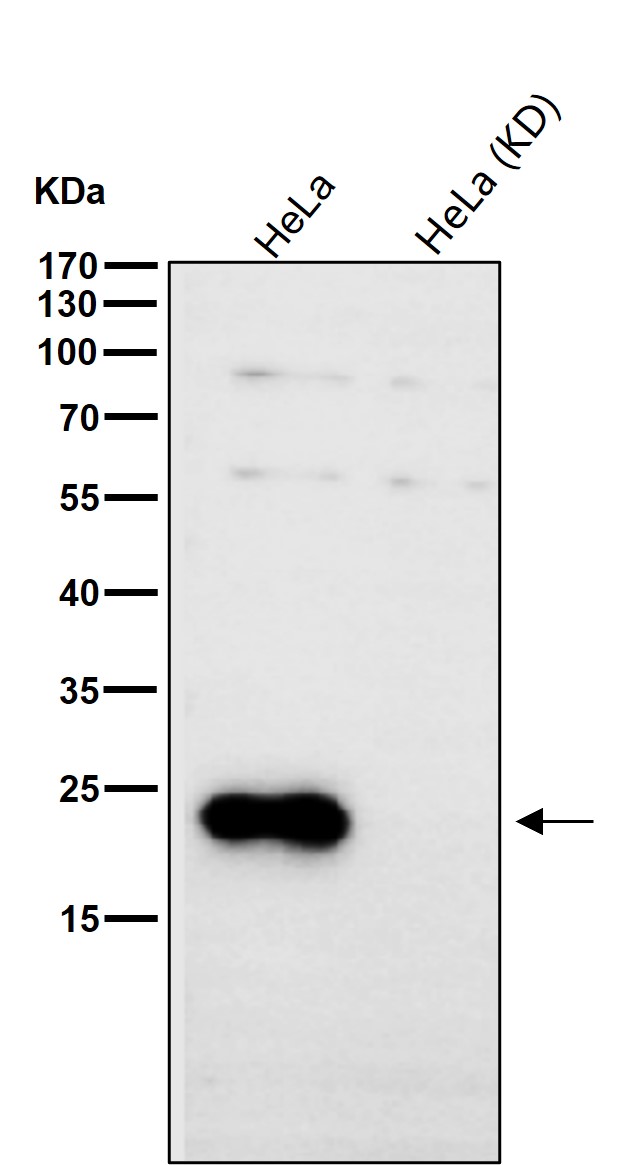 Prostaglandin E synthase 3 Ab