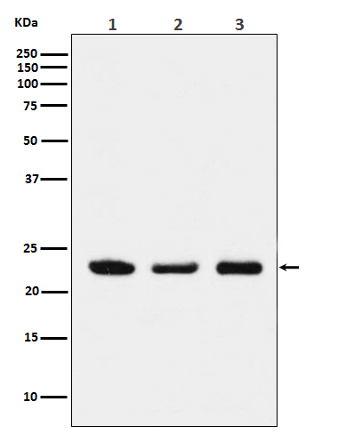 Prostaglandin E synthase 3 Ab