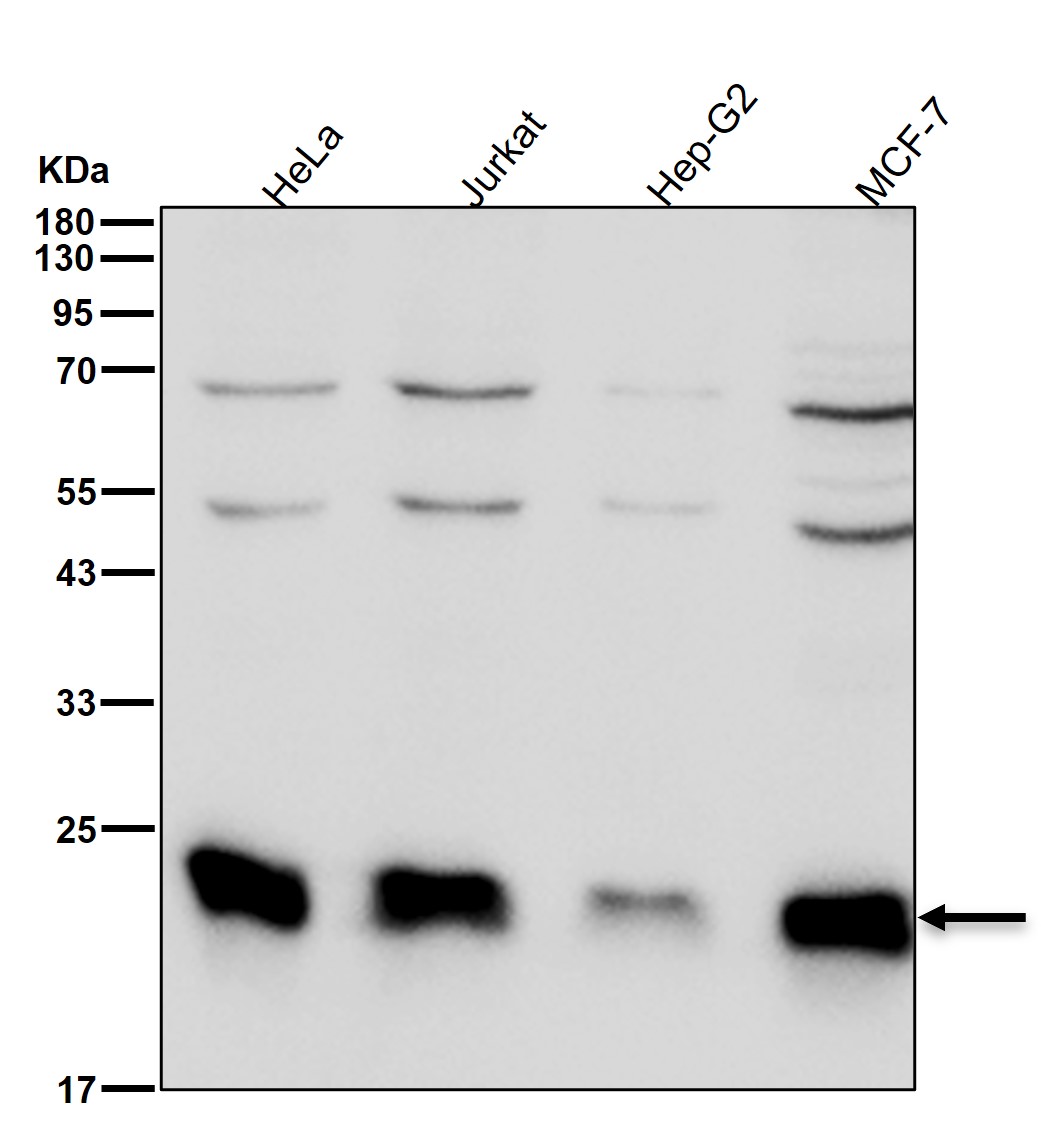 Prostaglandin E synthase 3 Ab