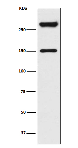 SPTAN1 Ab