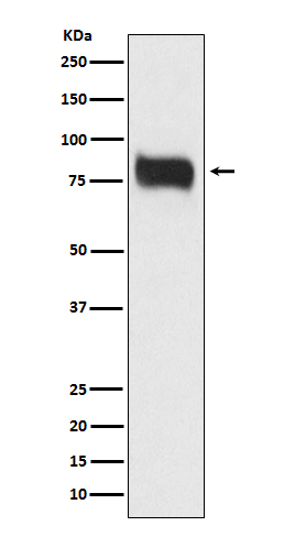 MBD1 Ab