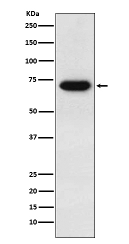 ENTPD1 Ab