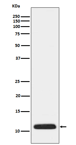 Apolipoprotein C3 Ab