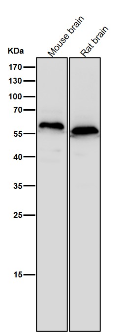 CEACAM6 Ab