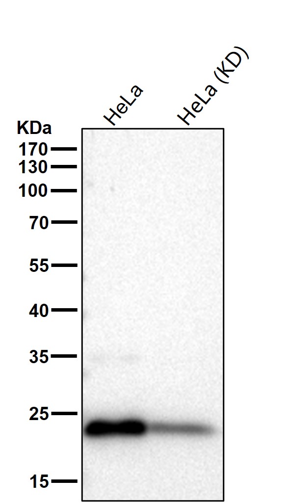 Dihydrofolate reductase Ab