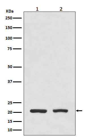 Dihydrofolate reductase Ab