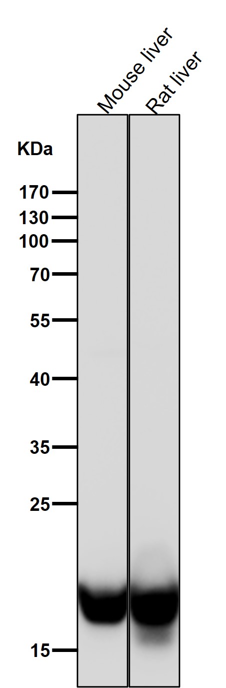 Dihydrofolate reductase Ab